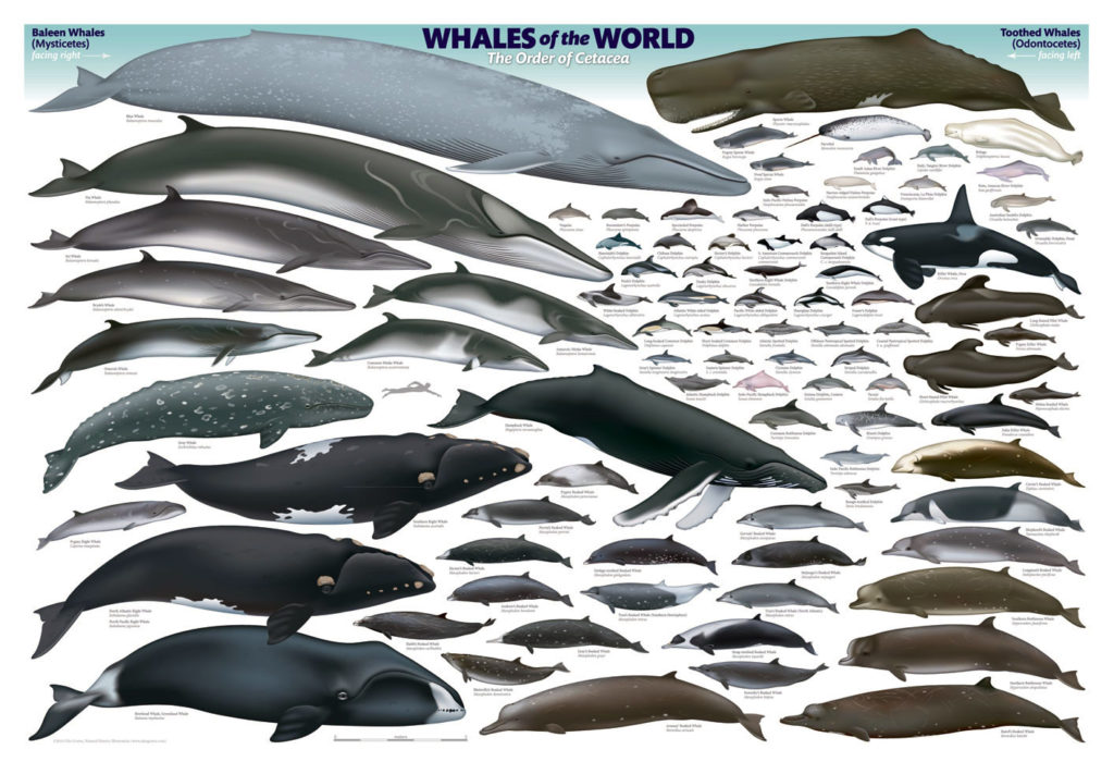 Combien De Sorte De Dauphin Existe T Il Les différentes espèces de baleines : cétacés, orques et dauphins